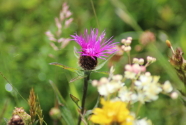 Wildflowers on the Nature Group walk round Martin Down